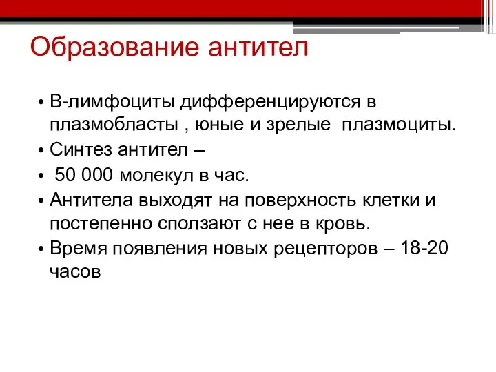 Образование антител В-лимфоциты дифференцируются в плазмобласты , юные и зрелые плазмоциты.