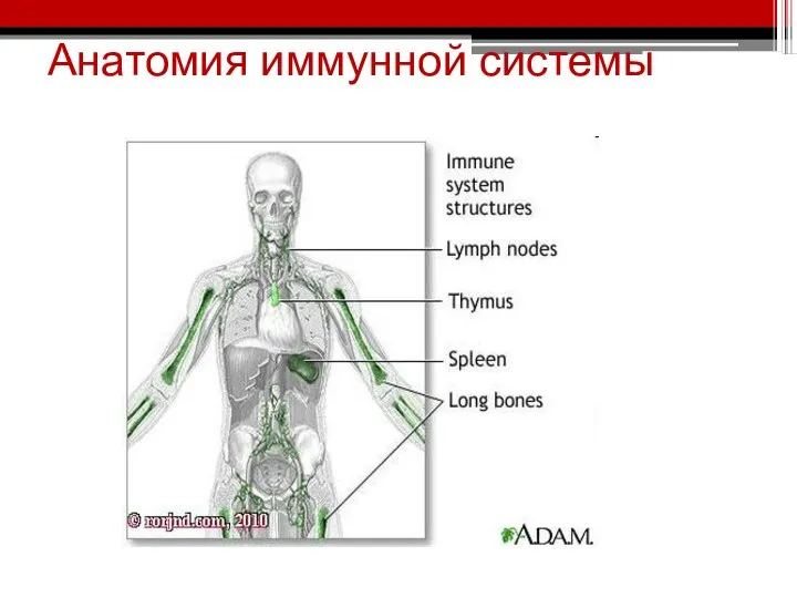 Анатомия иммунной системы