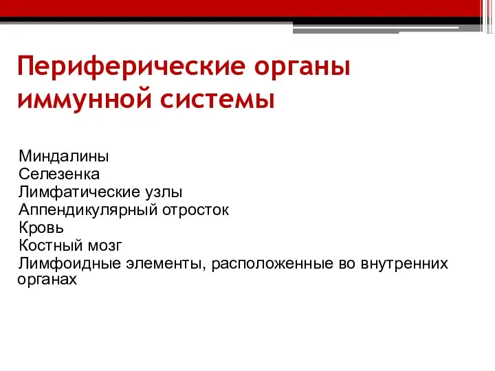 Периферические органы иммунной системы Миндалины Селезенка Лимфатические узлы Аппендикулярный отросток Кровь