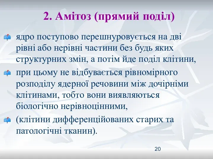 2. Амітоз (прямий поділ) ядро поступово перешнуровується на дві рівні або