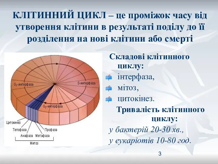 КЛІТИННИЙ ЦИКЛ – це проміжок часу від утворення клітини в результаті