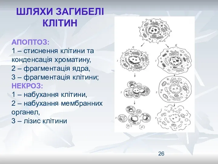 ШЛЯХИ ЗАГИБЕЛІ КЛІТИН АПОПТОЗ: 1 – стиснення клітини та конденсація хроматину,