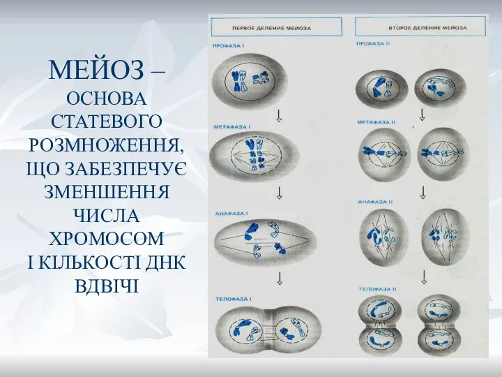 МЕЙОЗ – ОСНОВА СТАТЕВОГО РОЗМНОЖЕННЯ, ЩО ЗАБЕЗПЕЧУЄ ЗМЕНШЕННЯ ЧИСЛА ХРОМОСОМ І КІЛЬКОСТІ ДНК ВДВІЧІ