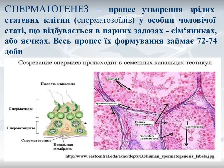 СПЕРМАТОГЕНЕЗ – процес утворення зрілих статевих клітин (сперматозоїдів) у особин чоловічої