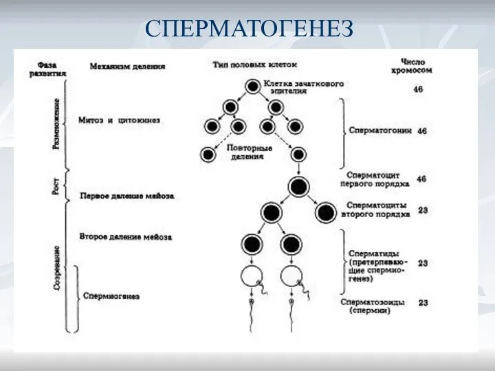 СПЕРМАТОГЕНЕЗ