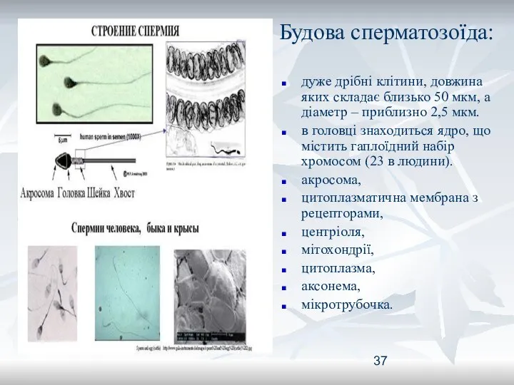 Будова сперматозоїда: дуже дрібні клітини, довжина яких складає близько 50 мкм,