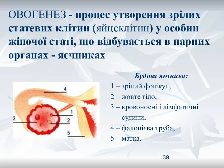 ОВОГЕНЕЗ - процес утворення зрілих статевих клітин (яйцеклітин) у особин жіночої