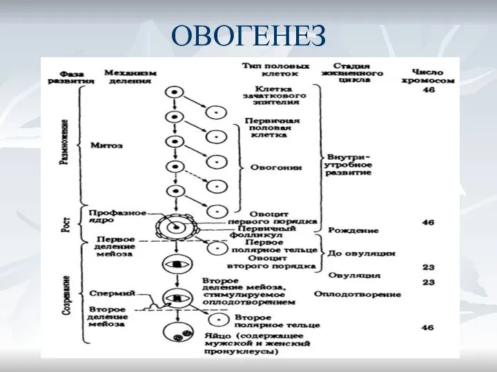 ОВОГЕНЕЗ