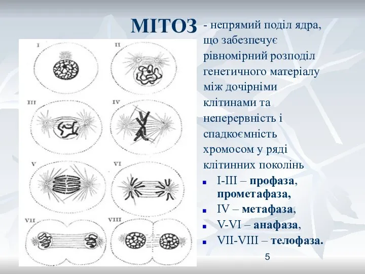 МІТОЗ - непрямий поділ ядра, що забезпечує рівномірний розподіл генетичного матеріалу