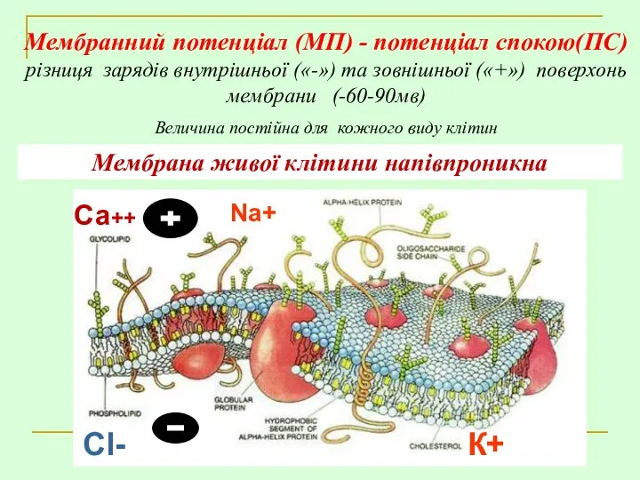 Мембранний потенціал (МП) - потенціал спокою(ПС) різниця зарядів внутрішньої («-») та