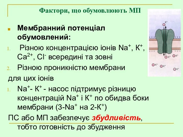 Мембранний потенціал обумовлений: Різною концентрацією іонів Na+, К+, Са2+, Сl- всередині