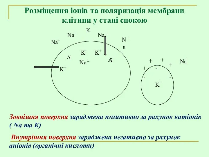 Розміщення іонів та поляризація мембрани клітини у стані спокою Зовнішня поверхня