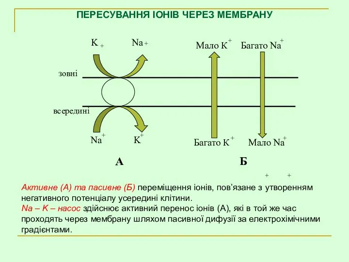 ПЕРЕСУВАННЯ ІОНІВ ЧЕРЕЗ МЕМБРАНУ + + + + Активне (А) та