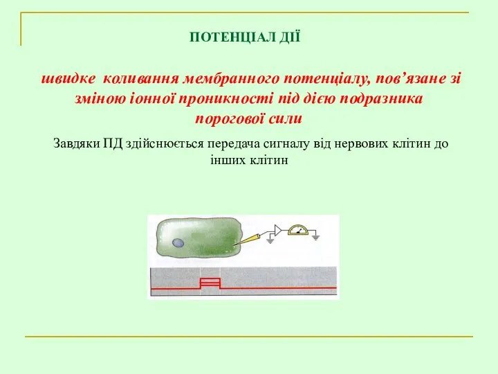 ПОТЕНЦІАЛ ДІЇ швидке коливання мембранного потенціалу, пов’язане зі зміною іонної проникності