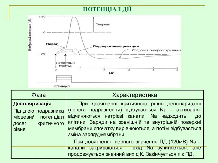 ПОТЕНЦІАЛ ДІЇ