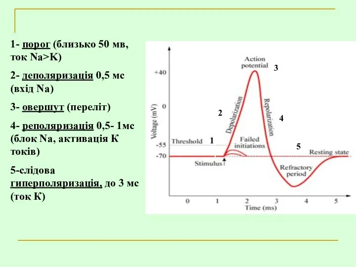 1- порог (близько 50 мв, ток Na>K) 2- деполяризація 0,5 мс