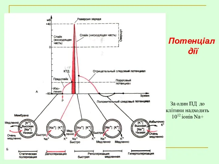 Потенціал дії За один ПД до клітини надходить 1012 іонів Na+