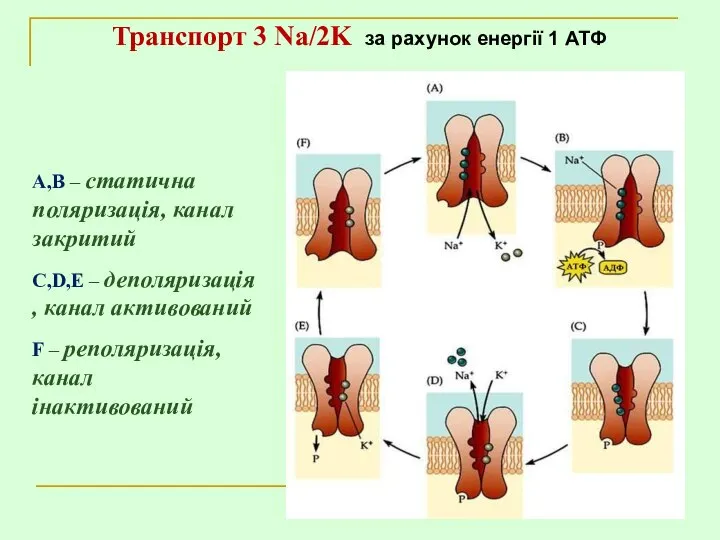 А,В – статична поляризація, канал закритий C,D,E – деполяризація , канал