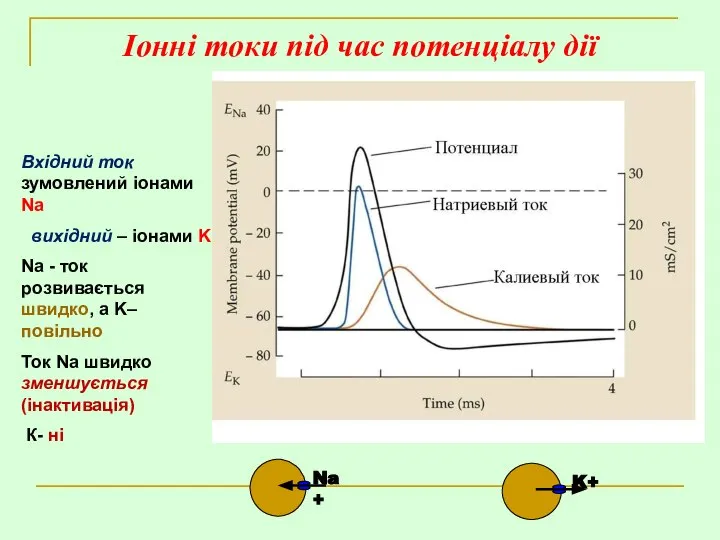 Іонні токи під час потенціалу дії Вхідний ток зумовлений іонами Na