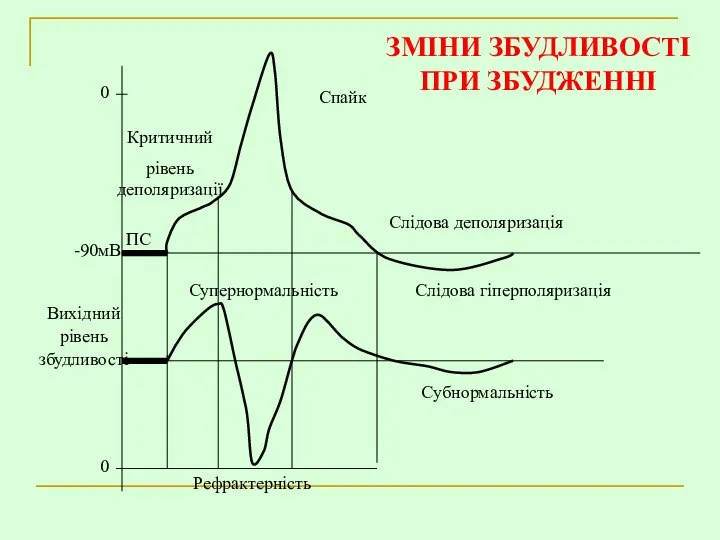 Вихідний рівень збудливості ЗМІНИ ЗБУДЛИВОСТІ ПРИ ЗБУДЖЕННІ