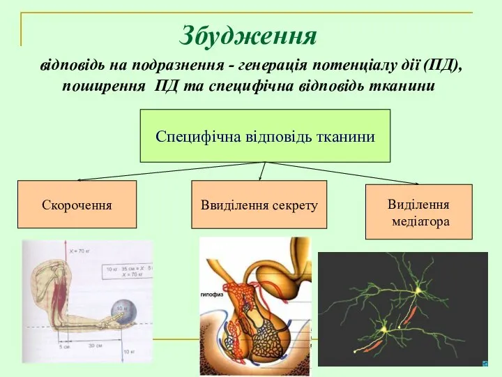 Збудження відповідь на подразнення - генерація потенціалу дії (ПД), поширення ПД та специфічна відповідь тканини