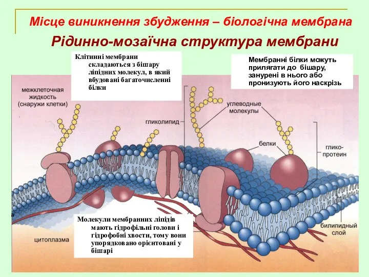 Рідинно-мозаїчна структура мембрани Місце виникнення збудження – біологічна мембрана Клітинні мембрани