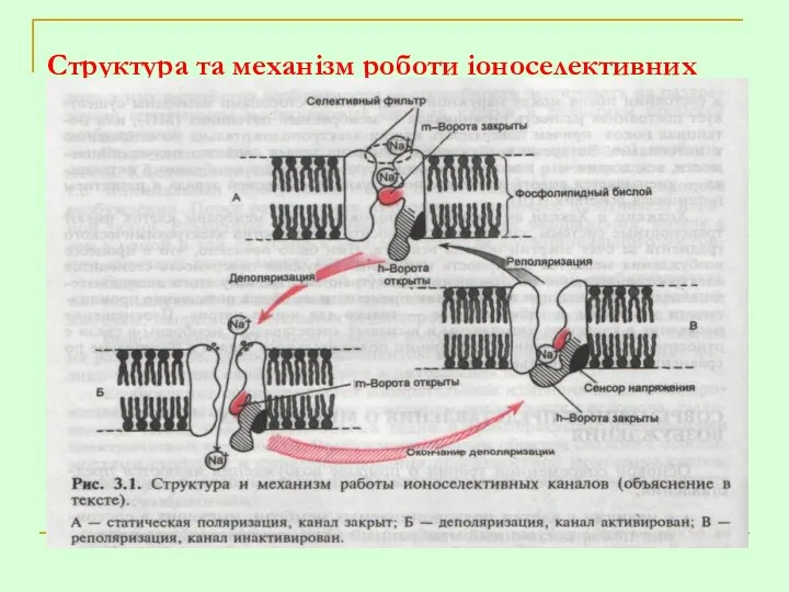 Структура та механізм роботи іоноселективних каналів