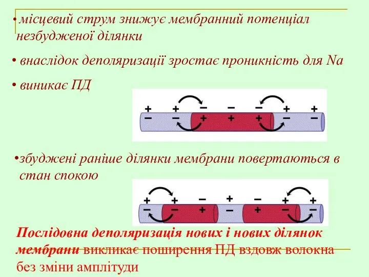 збуджені раніше ділянки мембрани повертаються в стан спокою місцевий струм знижує