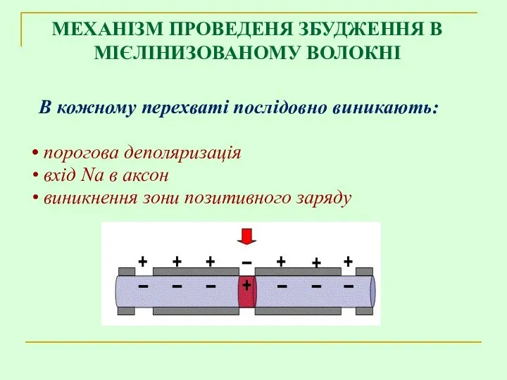 В кожному перехваті послідовно виникають: порогова деполяризація вхід Na в аксон