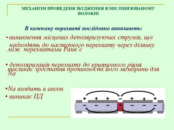 В кожному перехваті послідовно виникають: МЕХАНІЗМ ПРОВЕДЕНЯ ЗБУДЖЕННЯ В МІЄЛІНИЗОВАНОМУ ВОЛОКНІ