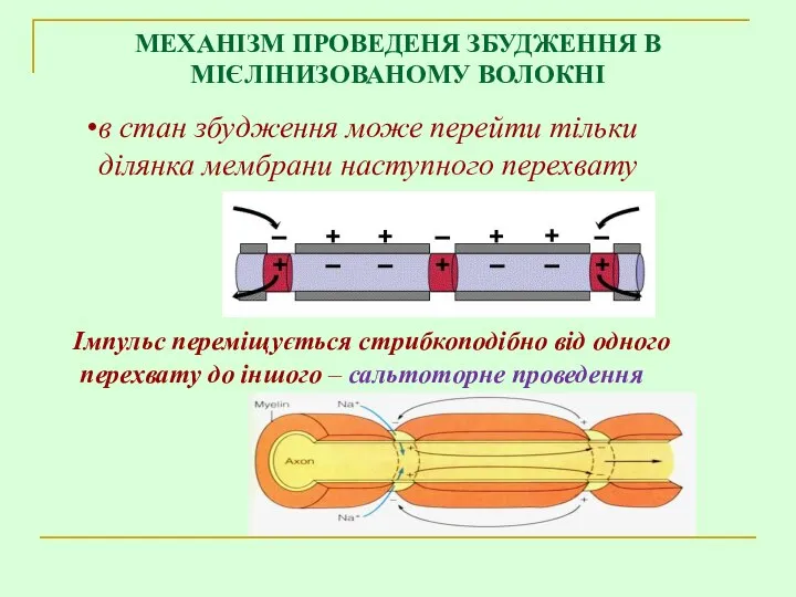 Імпульс переміщується стрибкоподібно від одного перехвату до іншого – сальтоторне проведення