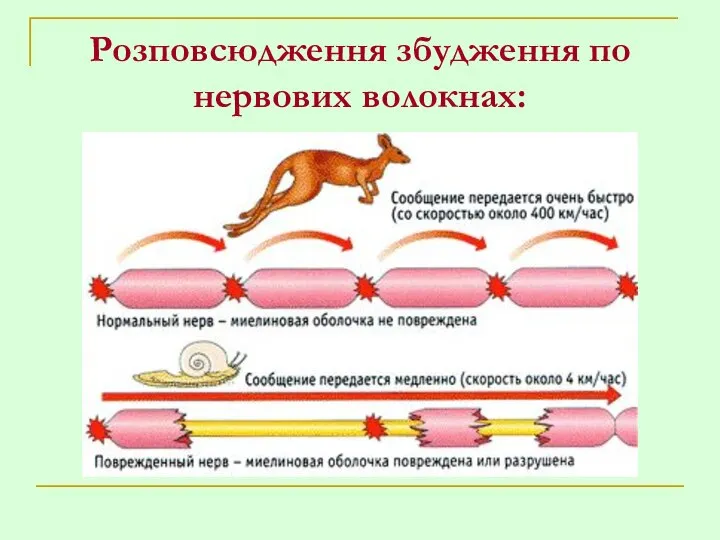 Розповсюдження збудження по нервових волокнах: