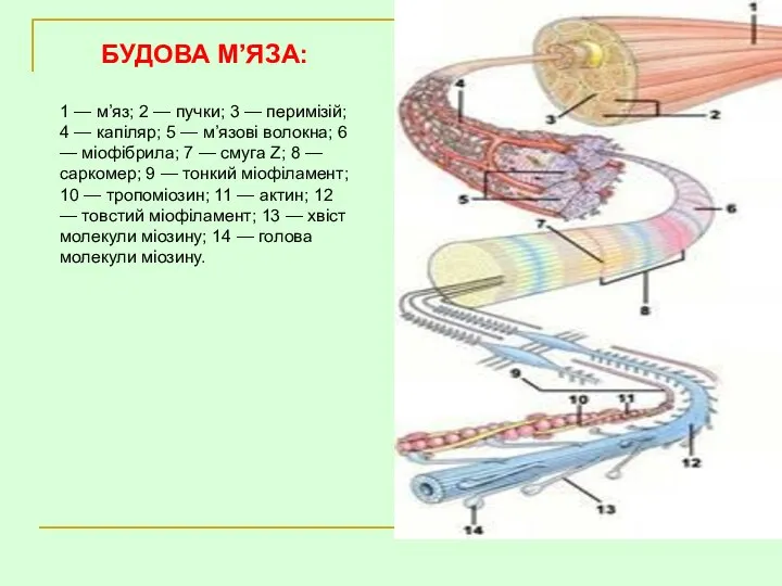 БУДОВА М’ЯЗА: 1 — м’яз; 2 — пучки; 3 — перимізій;