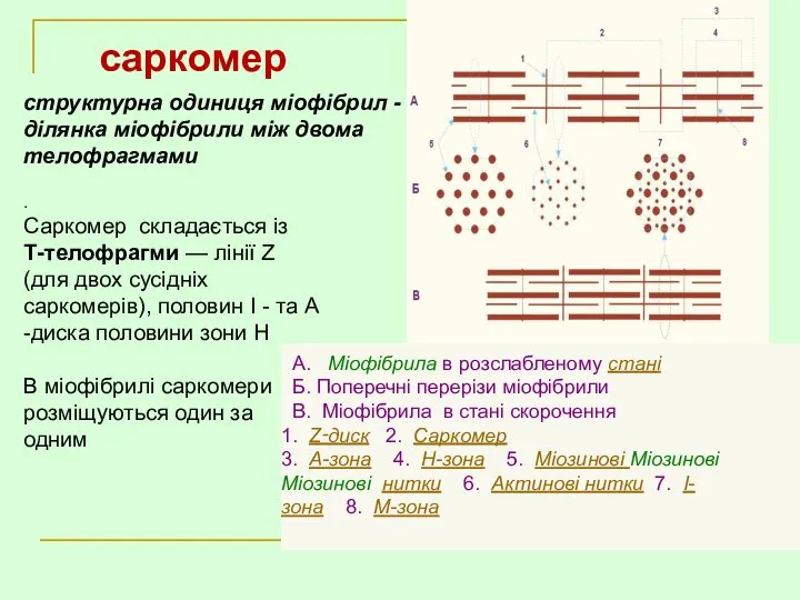 . Саркомер складається із Т-телофрагми — лінії Z (для двох сусідніх