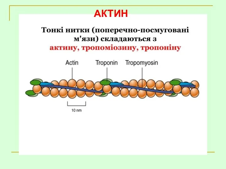 АКТИН