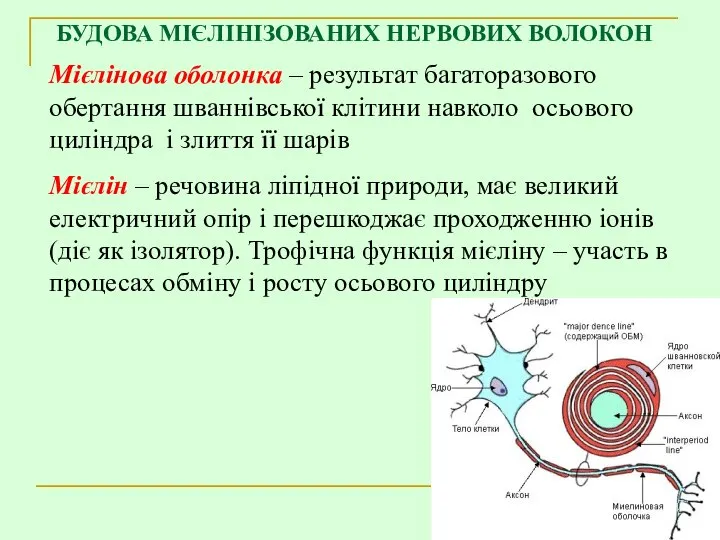 БУДОВА МІЄЛІНІЗОВАНИХ НЕРВОВИХ ВОЛОКОН Мієлінова оболонка – результат багаторазового обертання шваннівської