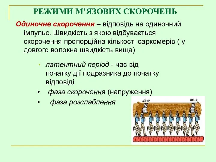 РЕЖИМИ М’ЯЗОВИХ СКОРОЧЕНЬ Одиночне скорочення – відповідь на одиночний імпульс. Швидкість