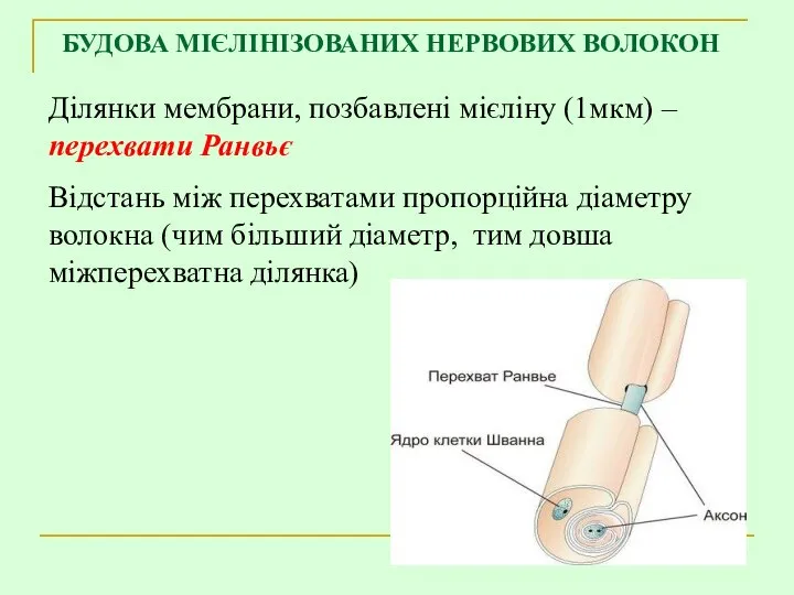 БУДОВА МІЄЛІНІЗОВАНИХ НЕРВОВИХ ВОЛОКОН Ділянки мембрани, позбавлені мієліну (1мкм) – перехвати