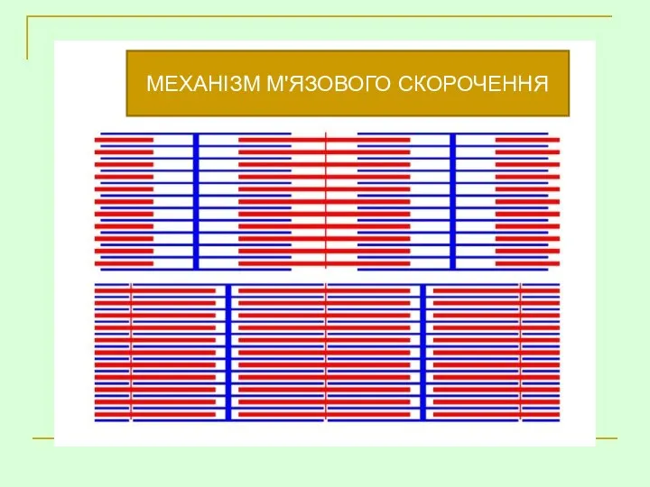 МЕХАНІЗМ М'ЯЗОВОГО СКОРОЧЕННЯ