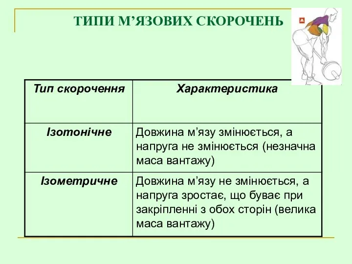 ТИПИ М’ЯЗОВИХ СКОРОЧЕНЬ