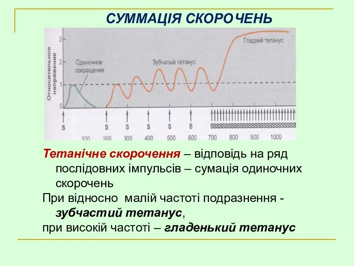 СУММАЦІЯ СКОРОЧЕНЬ Тетанічне скорочення – відповідь на ряд послідовних імпульсів –