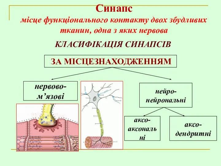 КЛАСИФІКАЦІЯ СИНАПСІВ ЗА МІСЦЕЗНАХОДЖЕННЯМ нервово- м’язові Синапс місце функціонального контакту двох