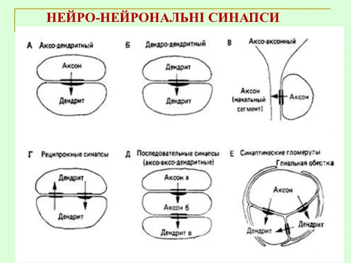 НЕЙРО-НЕЙРОНАЛЬНІ СИНАПСИ