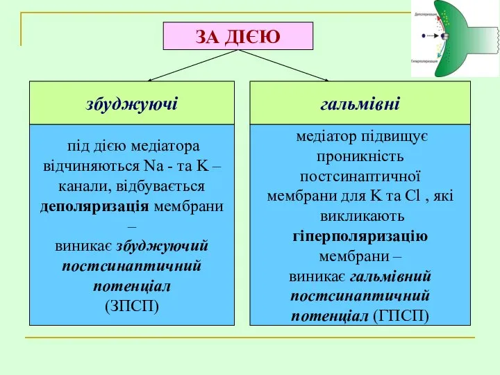 ЗА ДІЄЮ збуджуючі гальмівні під дією медіатора відчиняються Na - та