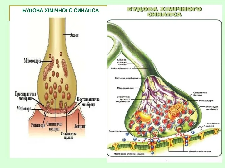 БУДОВА ХІМІЧНОГО СИНАПСА