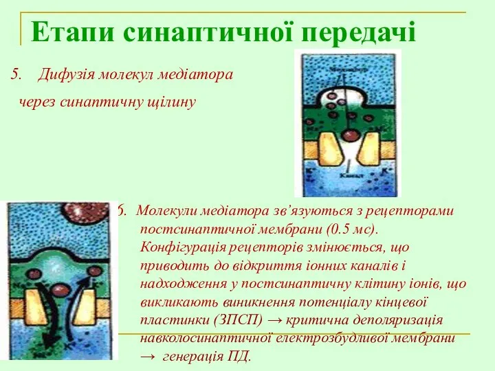 Етапи синаптичної передачі Дифузія молекул медіатора через синаптичну щілину 6. Молекули