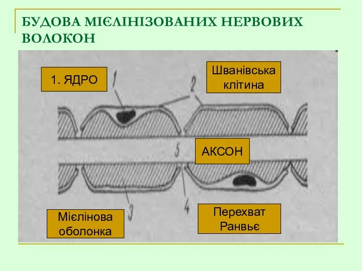 БУДОВА МІЄЛІНІЗОВАНИХ НЕРВОВИХ ВОЛОКОН 1. ЯДРО Мієлінова оболонка Перехват Ранвьє АКСОН Шванівська клітина