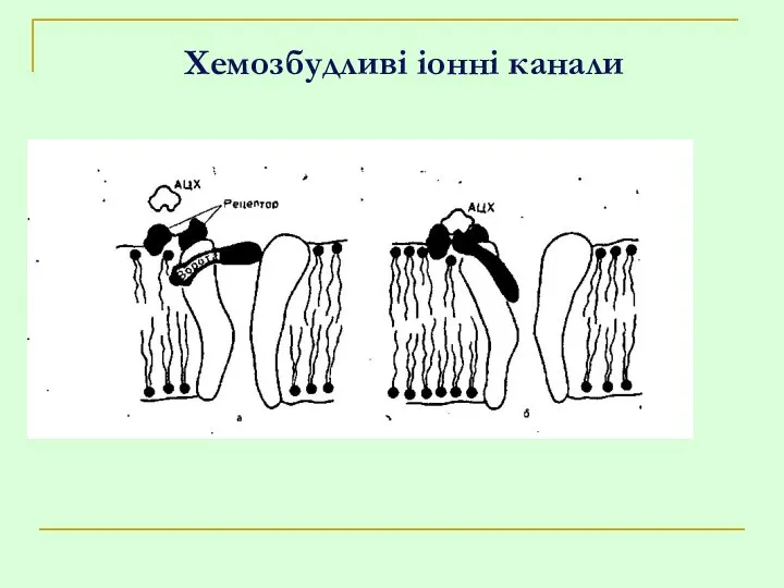 Хемозбудливі іонні канали