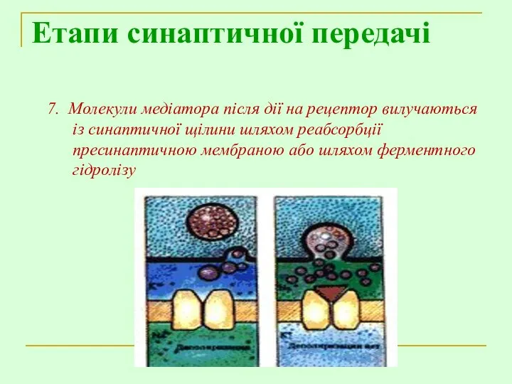 Етапи синаптичної передачі 7. Молекули медіатора після дії на рецептор вилучаються