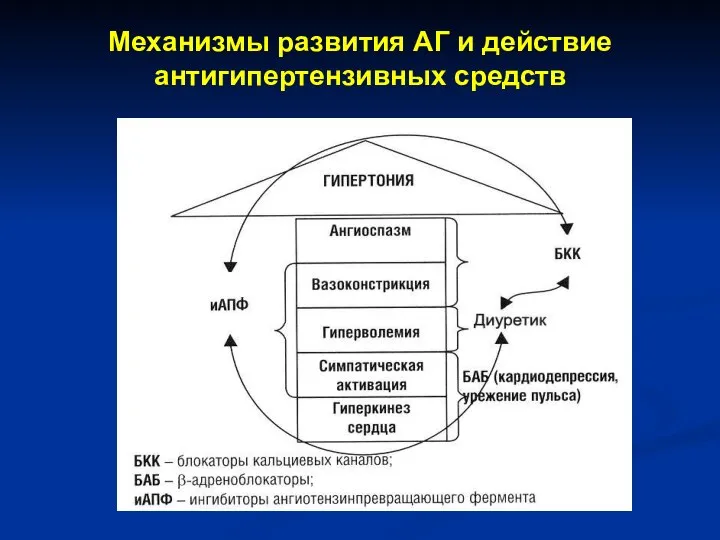 Механизмы развития АГ и действие антигипертензивных средств